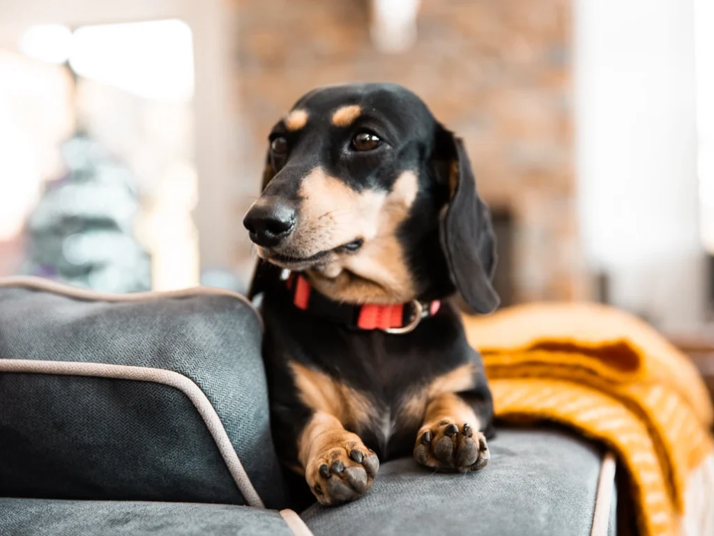 A black and tan dachshund dog sitting on top of a couch.
